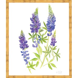 KS- BLUE BONNET 1